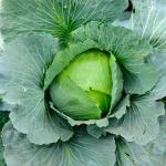 Potagères - Chou Blanc Quintal d'Alsace - face recto